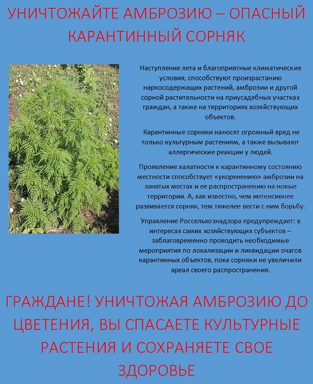 pamyatka_po_ambrozii.jpg